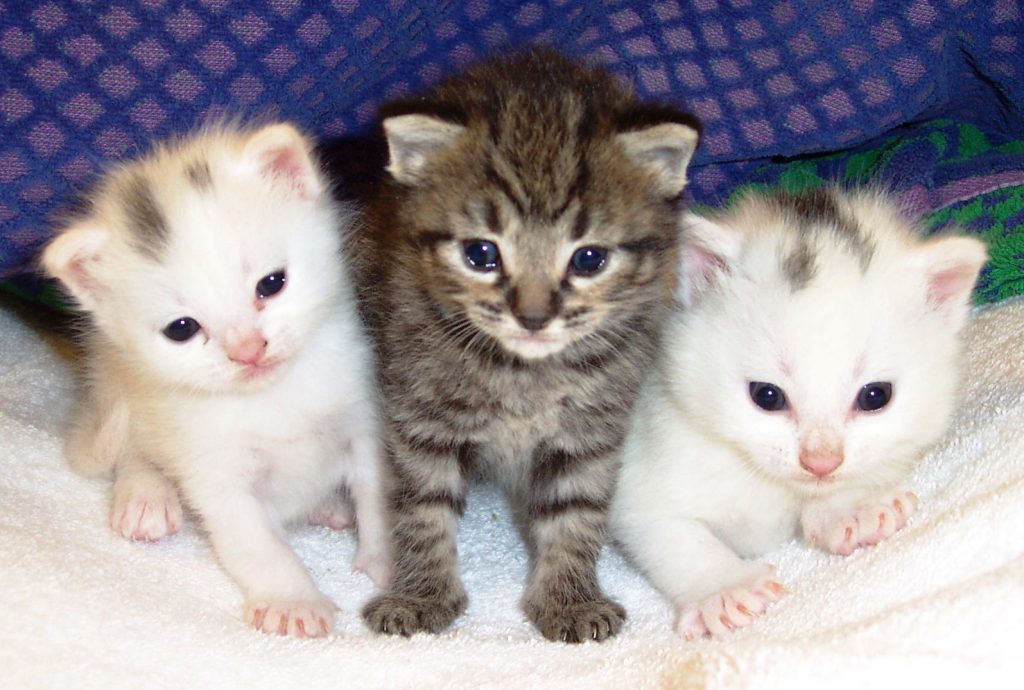 Cats As Pet