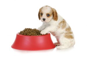 Pet Food