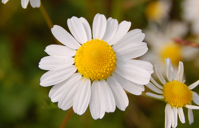 8 Foods That Help Fight Stress6