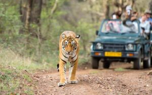 Experience Ranthambore Through Deccan Odyssey