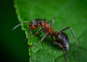 Summer Bummers: How to Keep Your Home Free Of Pests